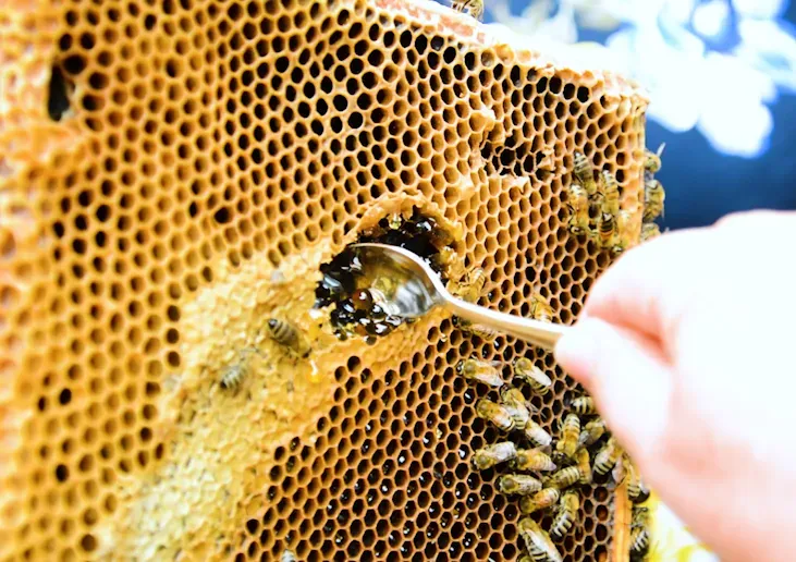 spoon dipping into fresh honey comb